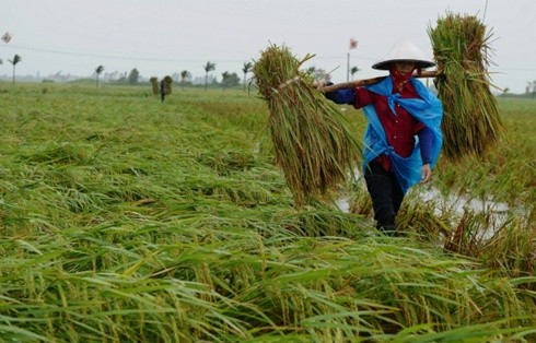 Việt Nam đang dần thoát khỏi nền kinh tế nông nghiệp Kinh tế Việt Nam giờ đây không chỉ xoay quanh khu vực nông nghiệp. Tỷ trọng nông nghiệp trong GDP của Việt Nam đã giảm từ 40% xuống còn 20% chỉ trong 15 năm. So với khoảng thời gian 29 năm của Trung Quốc và 41 năm của Ấn Độ, đây được coi là bước chuyển dịch hết sức ngoạn mục. Trong 10 năm trở lại đây, tỷ lệ lao động trong khu vực nông nghiệp của Việt Nam đã giảm 13%, trong công nghiệp và dịch vụ tăng lần lượt là 9,6% và 3,4%. Nhờ vậy, tỷ trọng nông nghiệp trong GDP đã giảm 6,7%, còn tỷ trọng công nghiệp tăng 7,2%.